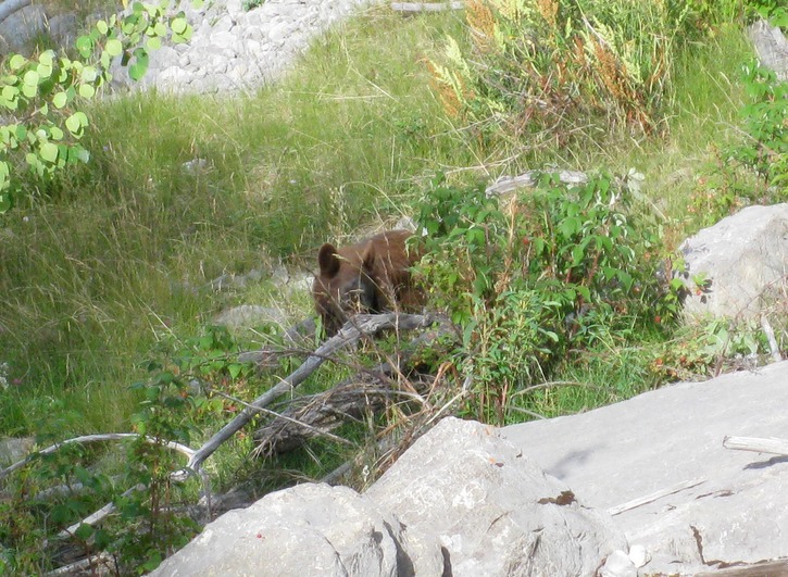 Baby brown bear