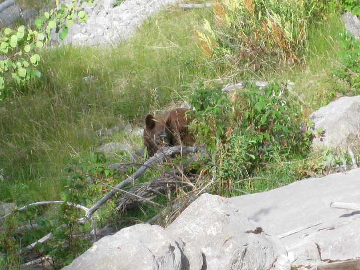 Baby brown bear