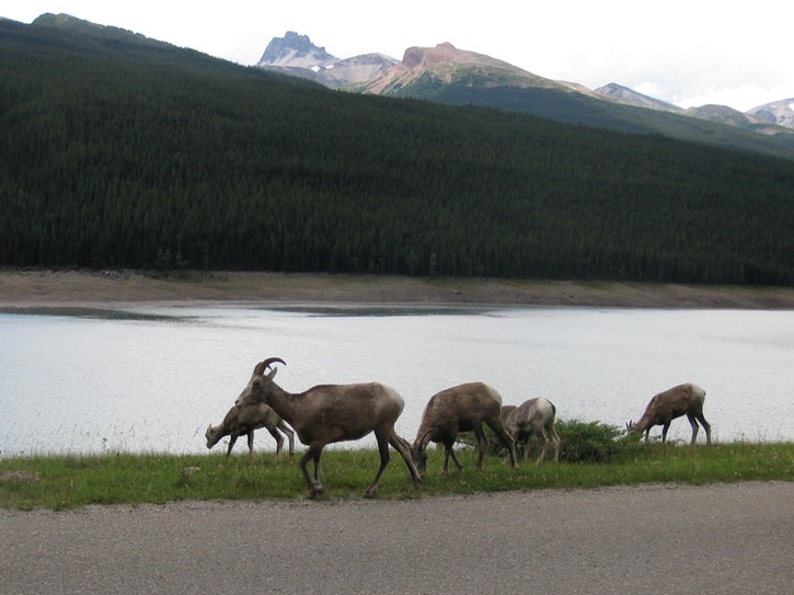 Big horn sheep family