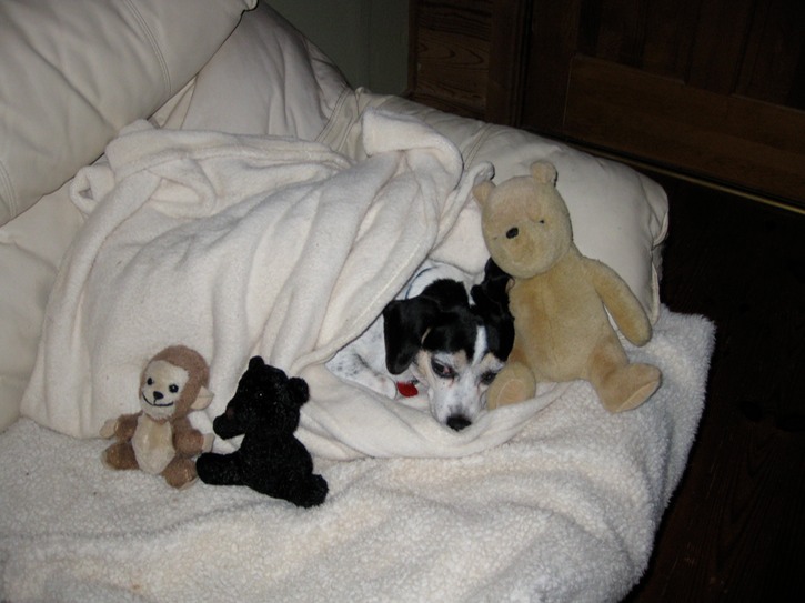 Blue all tucked in with friends