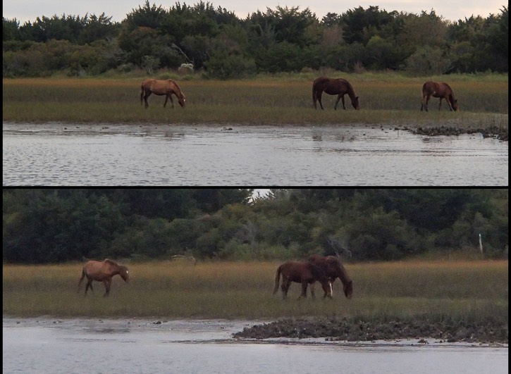 Carrot Islandhorses