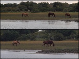 Carrot Islandhorses