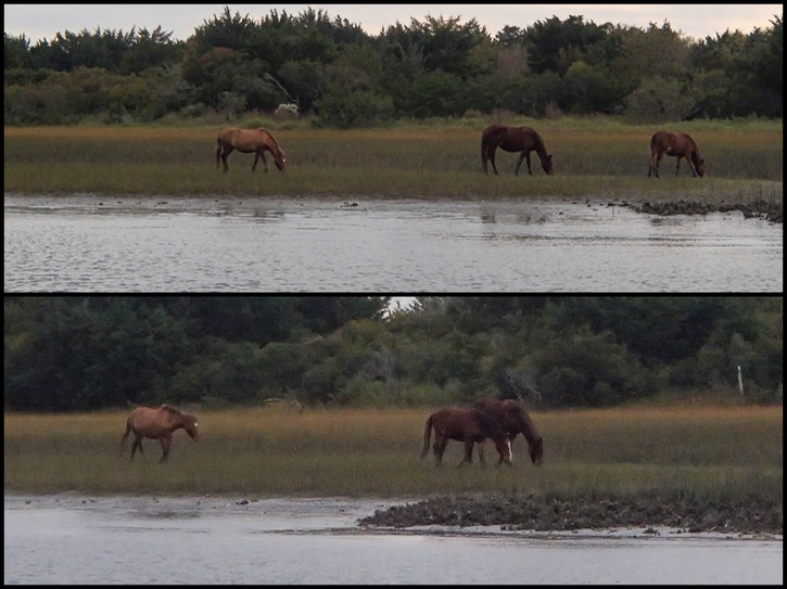 Carrot Islandhorses