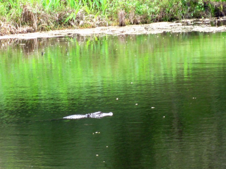 First gator