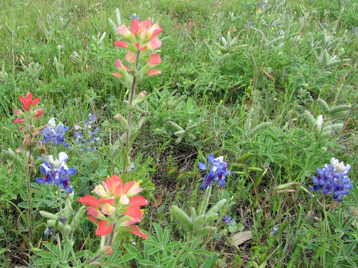 Indian paintbrush & Blue Bonnets