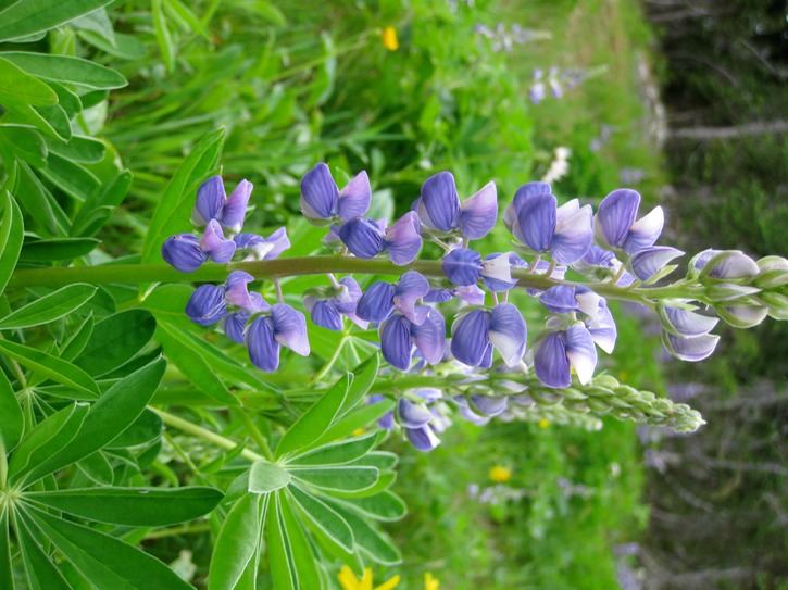 Lupine