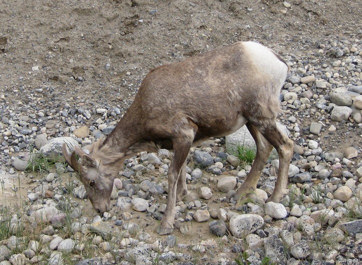 Momma Big Horn Sheep