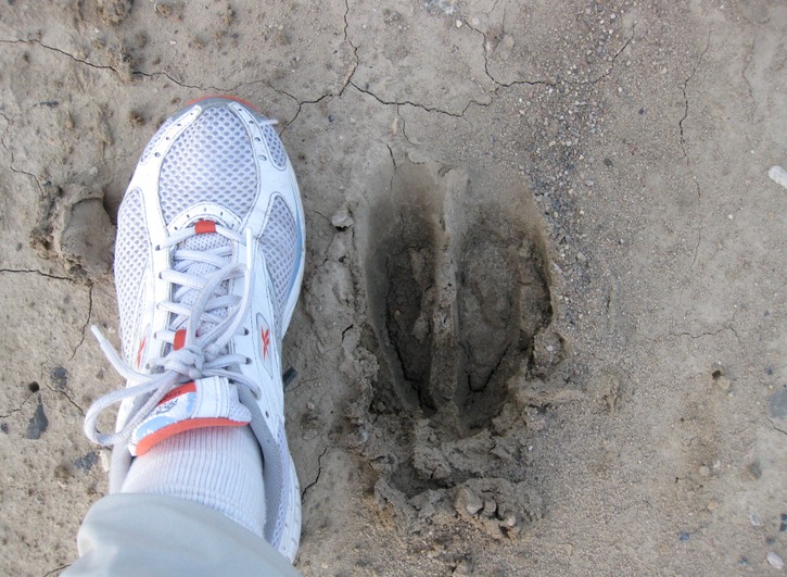 Moose track near RMH