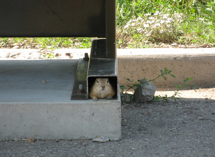 Prairie Dog