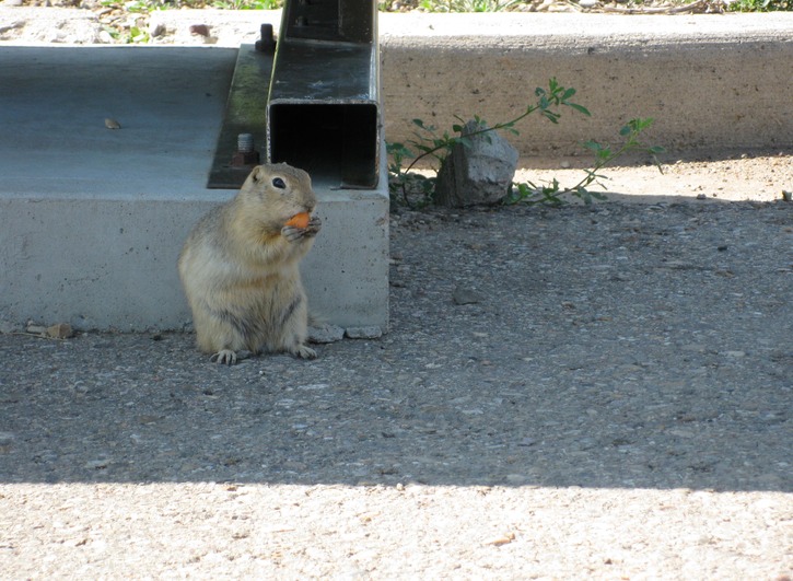 Prairie dog2