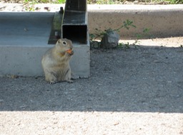 Prairie dog2