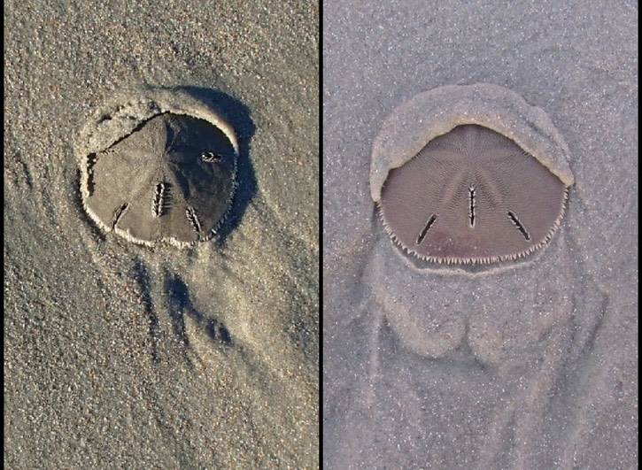 Sanddollars