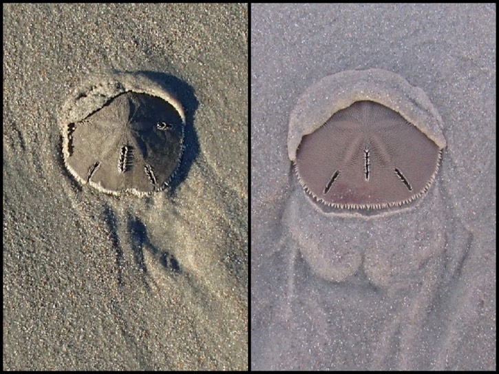 Sanddollars