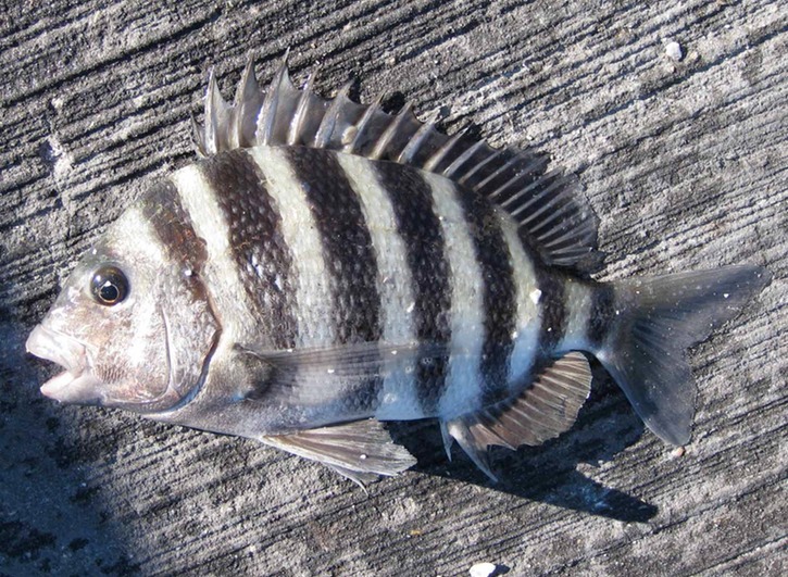 Sheepshead