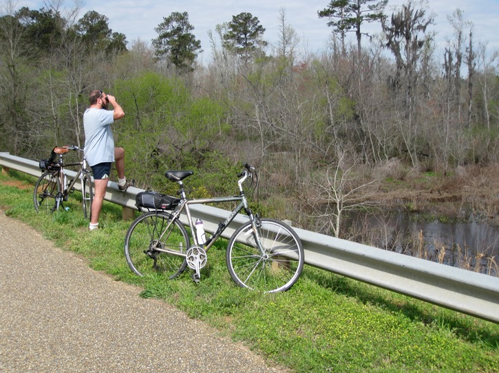 Still looking for gators