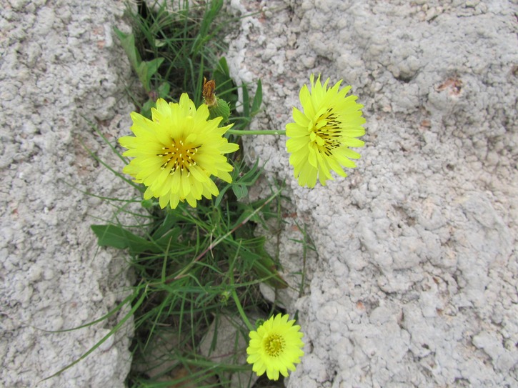 Texas Dandelion