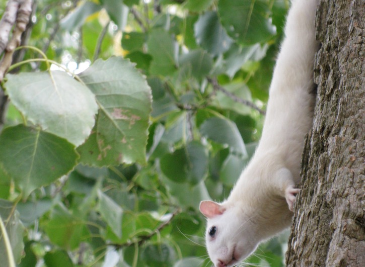 White Squirrel3.jpg