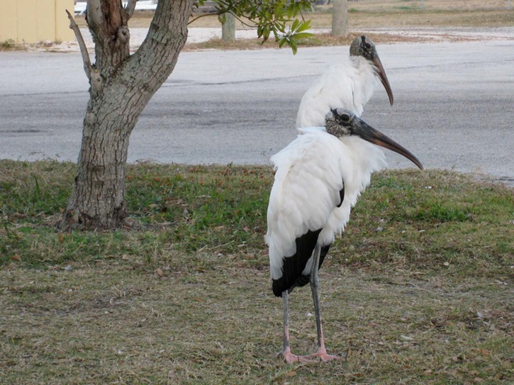 Woodstorks