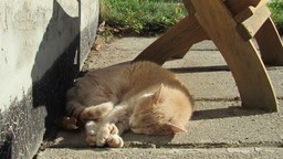 Catnappin in the sun