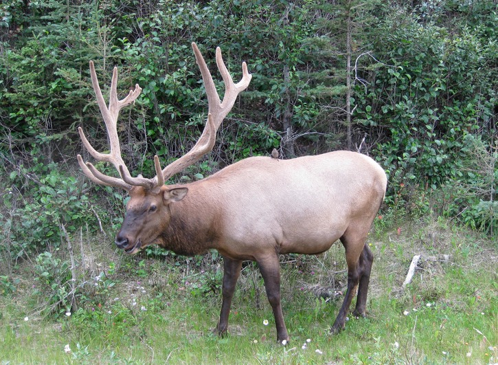 Elk on way into Jasper from Mt Rob.