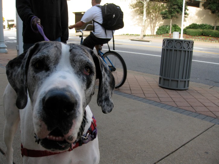 Harlequin dane