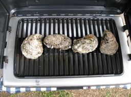 Oysters on the grill