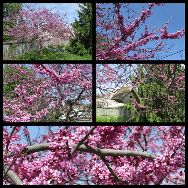 Red bud Fotor Collage.jpg