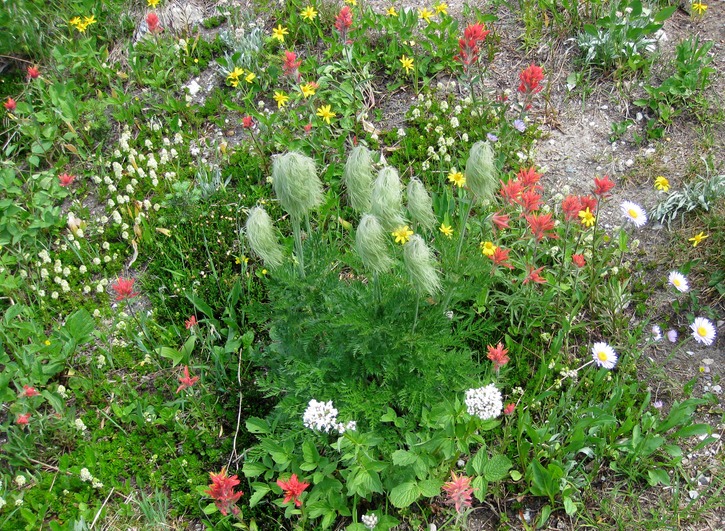 Sub Alpine Wildflowers