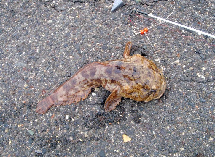 Toad fish